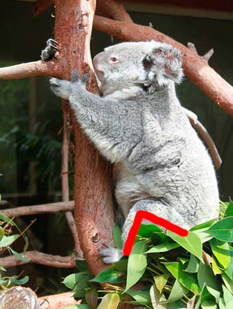 コアラ抱っこイメージ